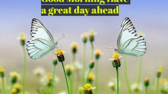 good morning wishes image & greetings