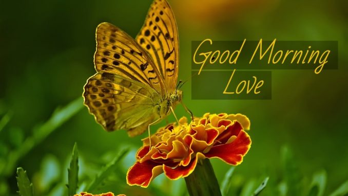 good morning wishes image & greetings