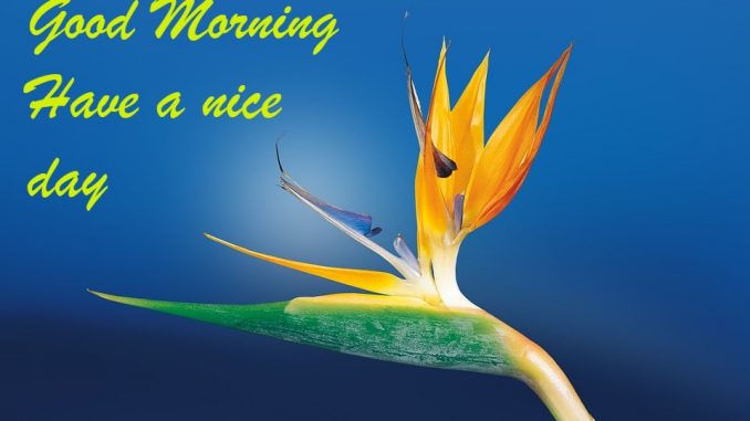 good morning wishes image & greetings
