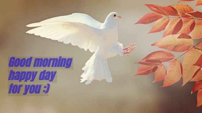 good morning wishes image & greetings