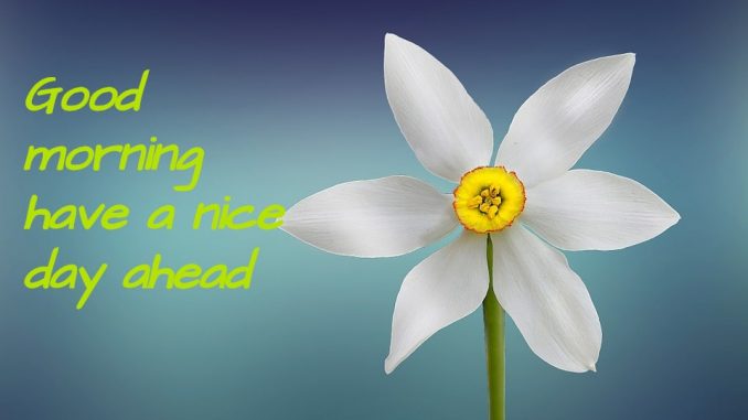 good morning wishes image & greetings