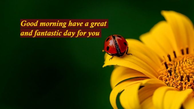 good morning wishes image & greetings