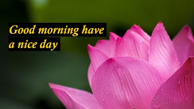 good morning wishes image & greetings
