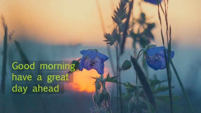 good morning wishes image & greetings