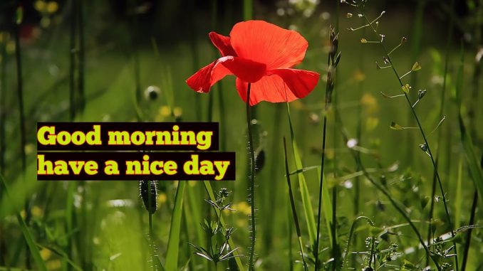 good morning wishes image & greetings