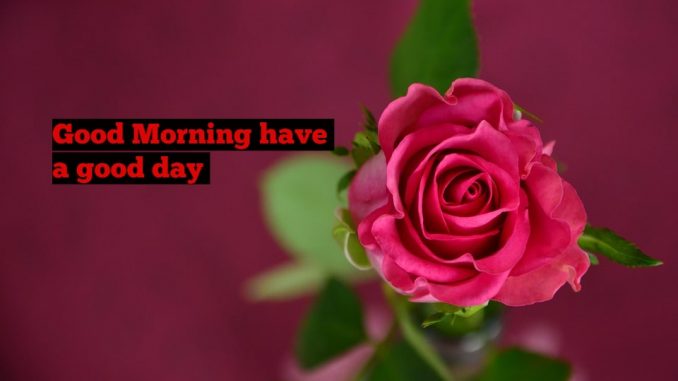 good morning wishes image & greetings